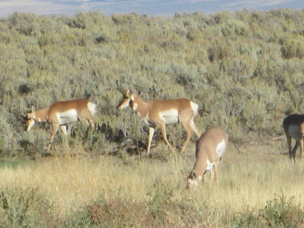 Antelope%202015_zpsglt5jm6y.jpg