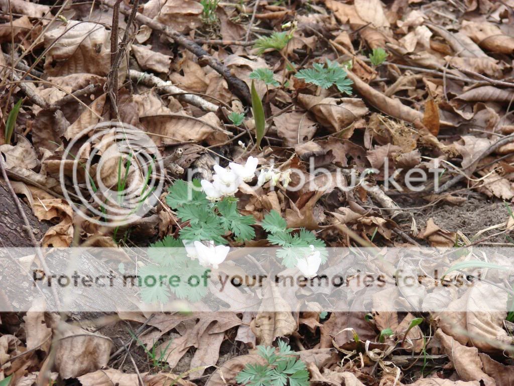 EarlySpringWalk002.jpg