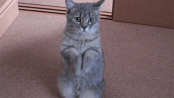 cat570.gif