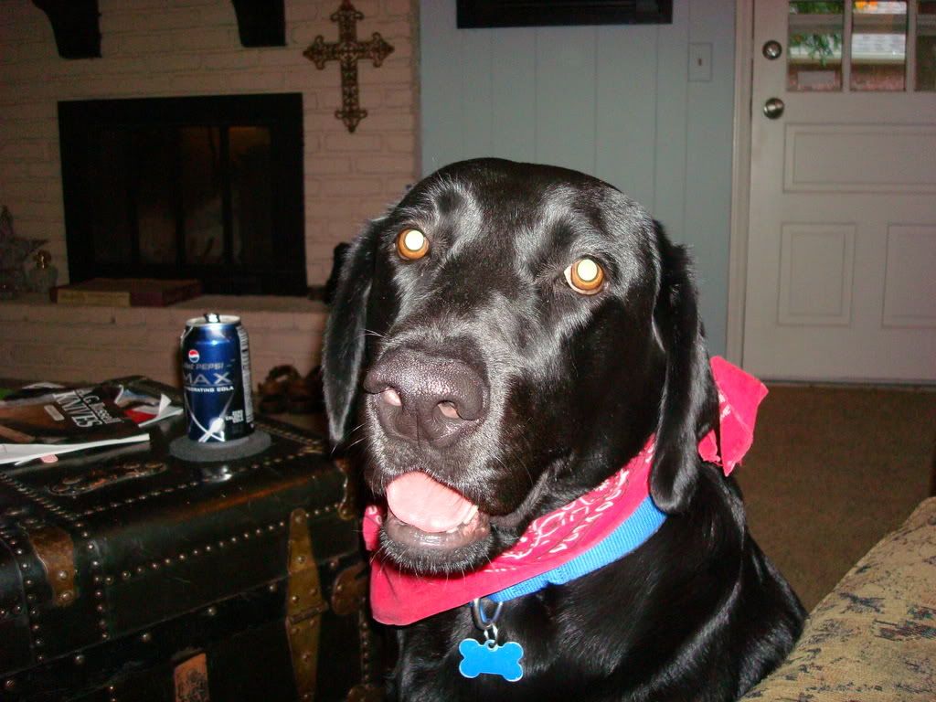 Pets004.jpg