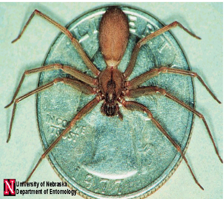 brown_recluse1-vi.jpg