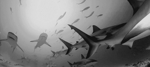 tumblr_mtvr4pRmuh1rsbjauo1_500.gif