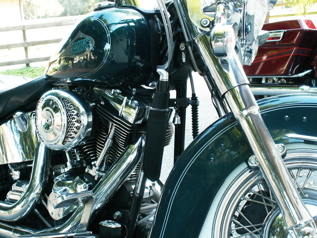 120onsoftail.jpg