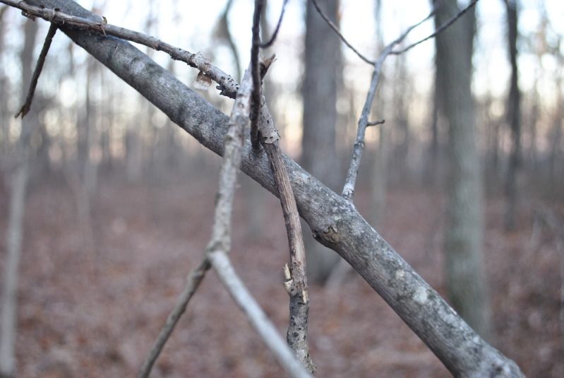DSC_9534.jpg