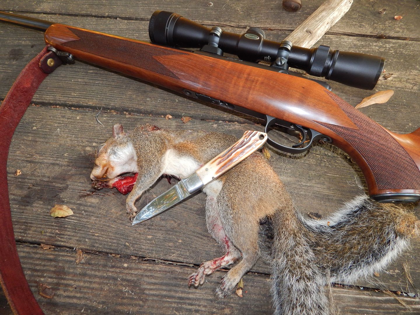 Squirrel%205%20of%202016-2017%20a.jpg