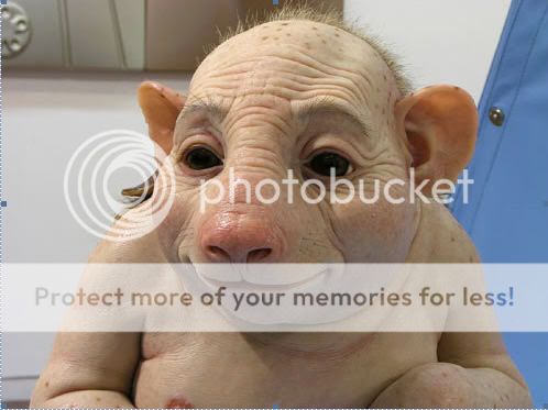 swine-flu.jpg