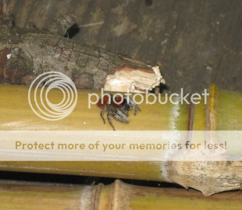 IMG_3998modified.jpg