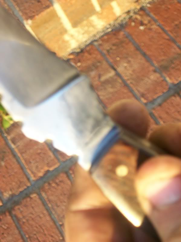 hawkbill009.jpg
