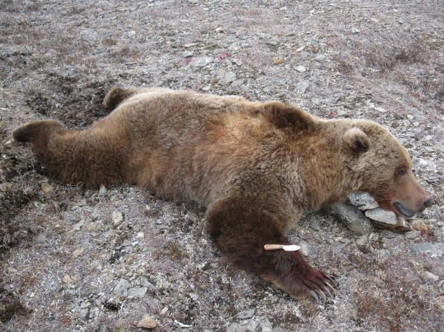 bearwknifefornet.jpg