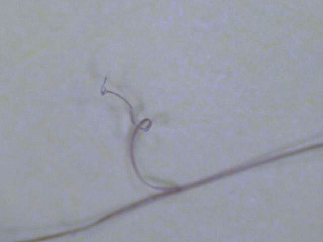 hair004.jpg