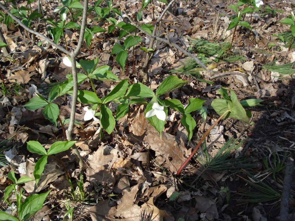 Trillium.jpg