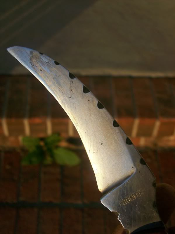 hawkbill008.jpg