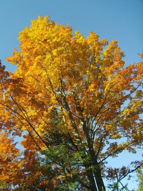 PICT0121.jpg