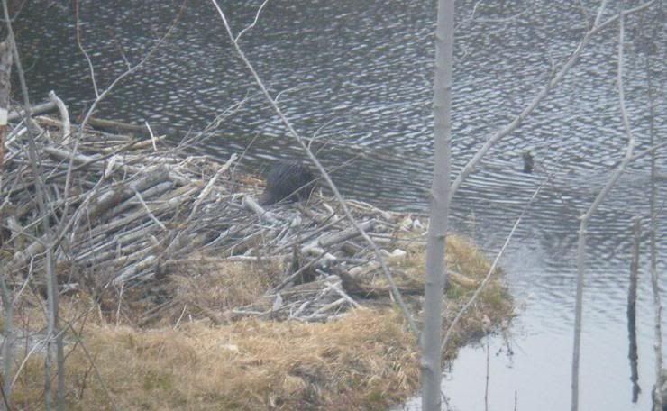 Beaver.jpg