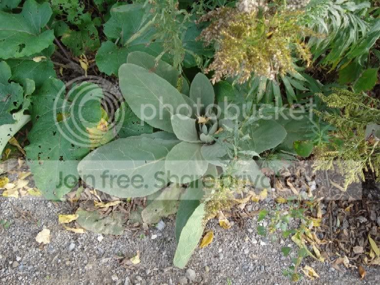 Mullein.jpg