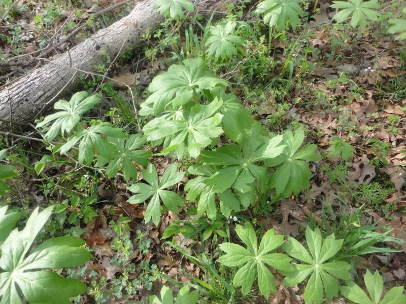 Plantsandshrooms006.jpg
