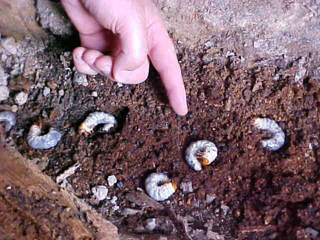grubs-France.jpg