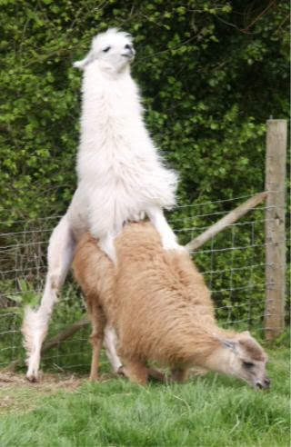 llamasbo6.jpg