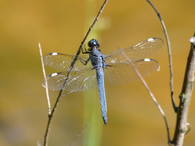 DSC_2312.jpg