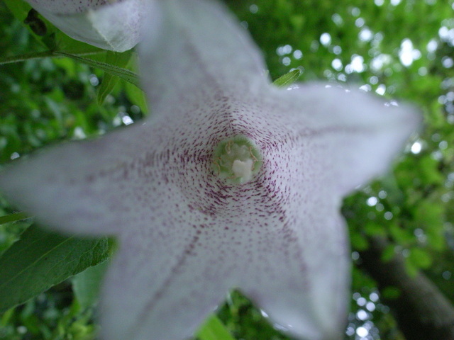 2011.05.30.R0024023.JPG