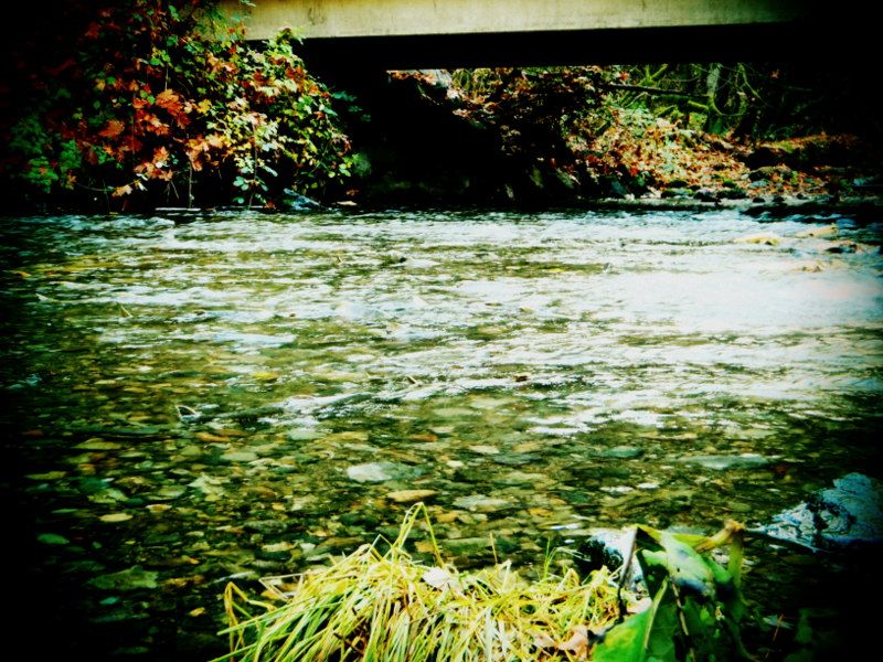 GoldStreamSalmonRun2012010.jpg