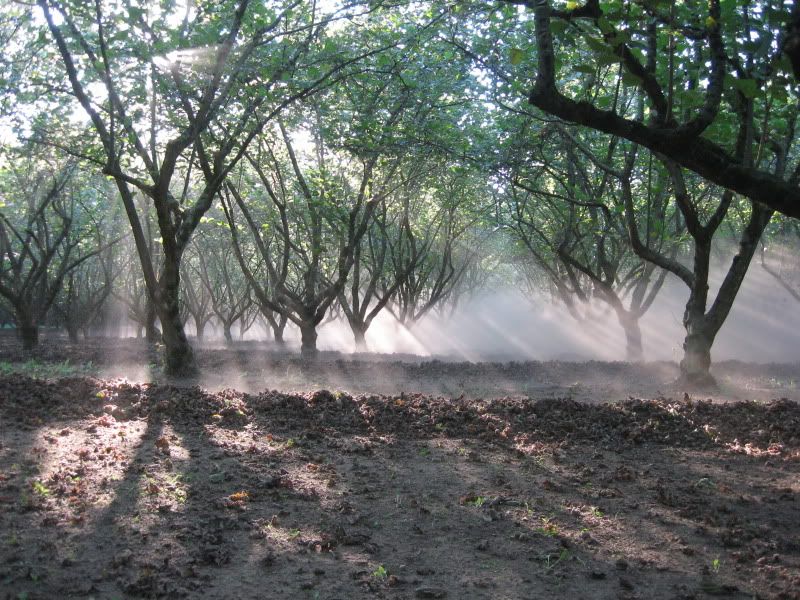 Harvest09013.jpg
