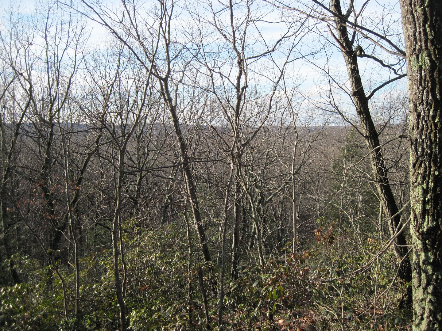 IMG_4930.jpg