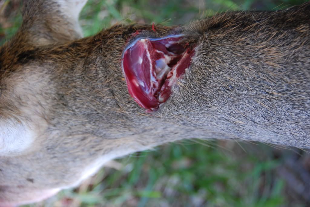 2008Openingdayarchery056.jpg