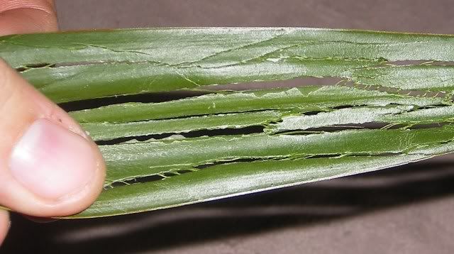 BeckerTrap-Cordage021.jpg