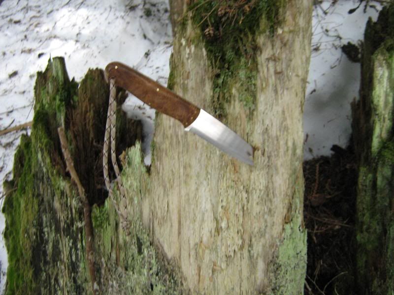 beaver2011016.jpg