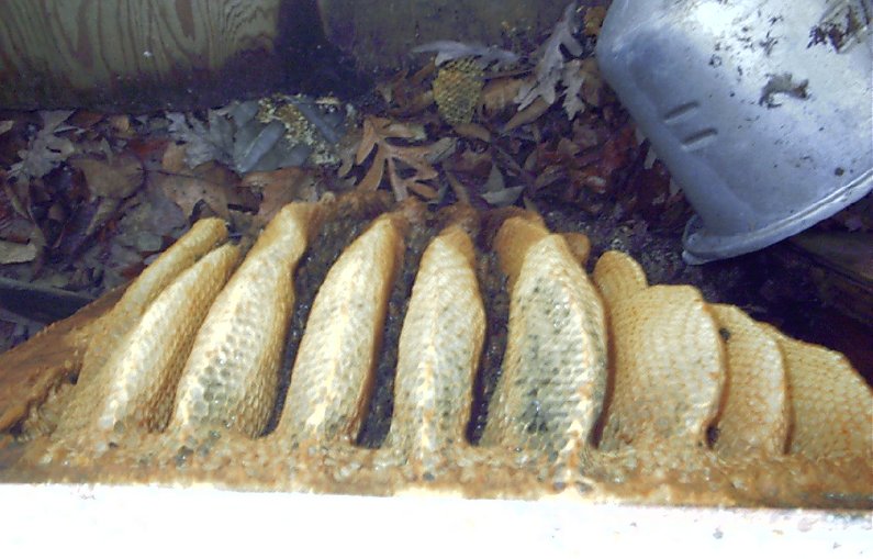 bees1.jpg