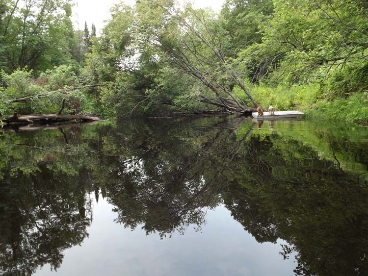 DSCF1253MAPLEFROMUPRIVER750MED_zps1bf5c7b7.jpg