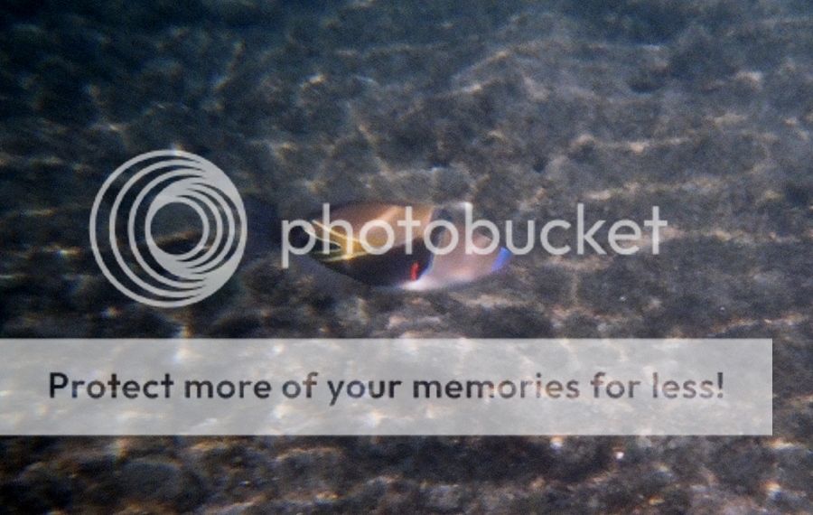 11450010-02_zps87dd1e4e.jpg~original