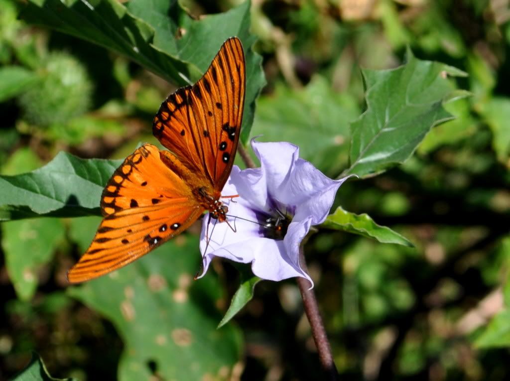 DSC_4244.jpg