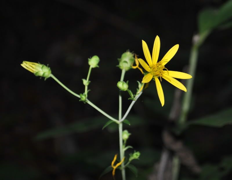 DSC_1017.jpg