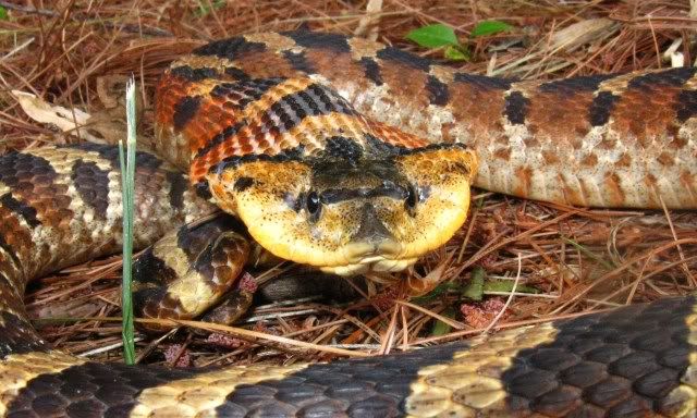 hognoseheadon.jpg