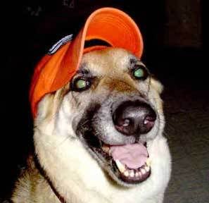 smilingdog2.jpg