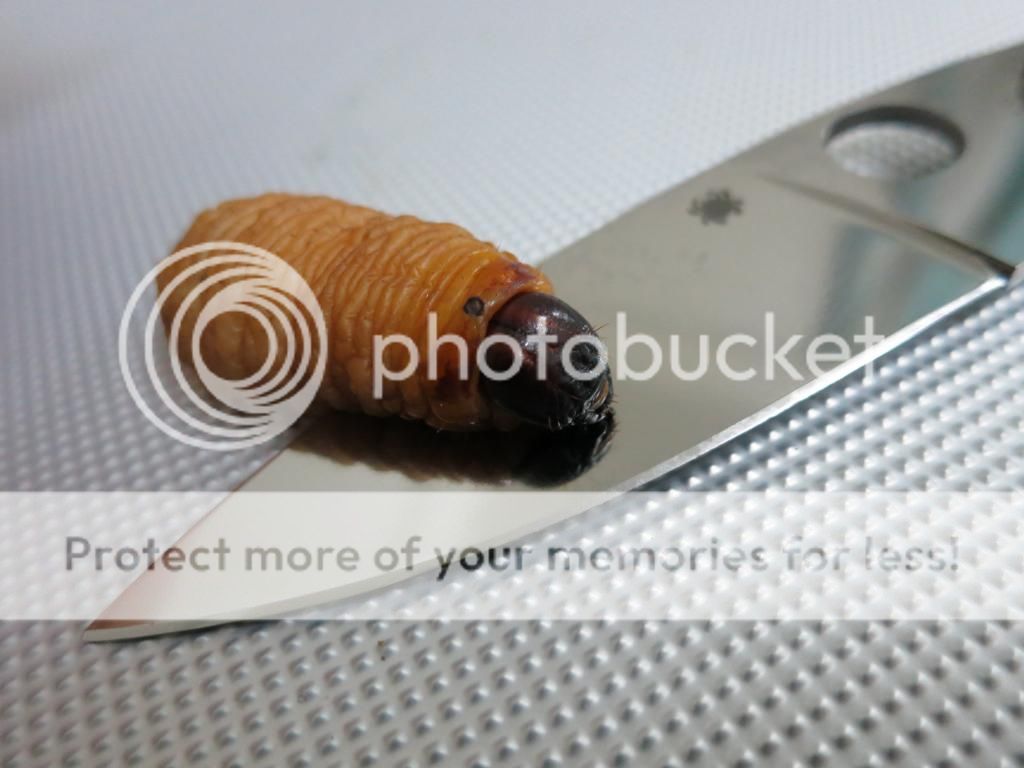 IMG_6362_zps22e72696.jpg