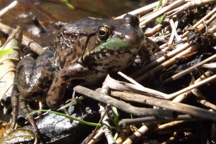 081%20FROG%20BROWN%20750%20MED_zps0ieqsjgw.jpg