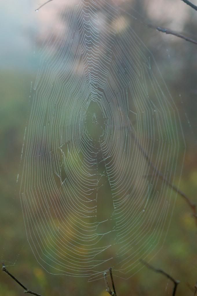 DSC_0050-3.jpg