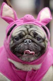 gay-pug.jpg