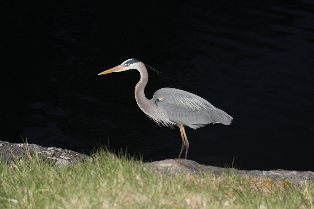 IMG9017-XL.jpg