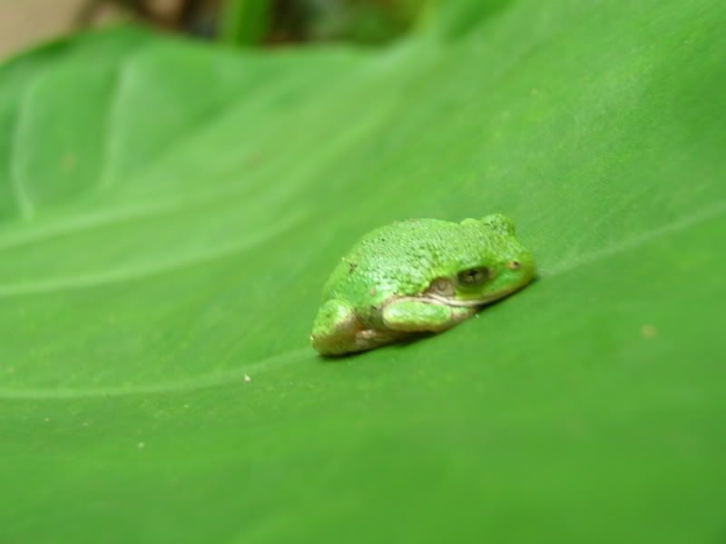 froggy.jpg