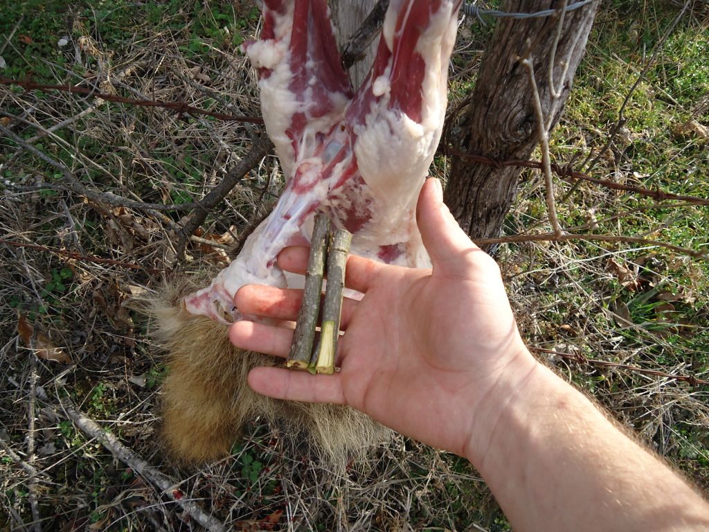 Trapping51.jpg