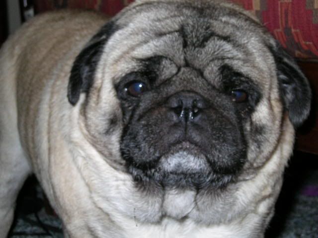 depressedpug1.jpg