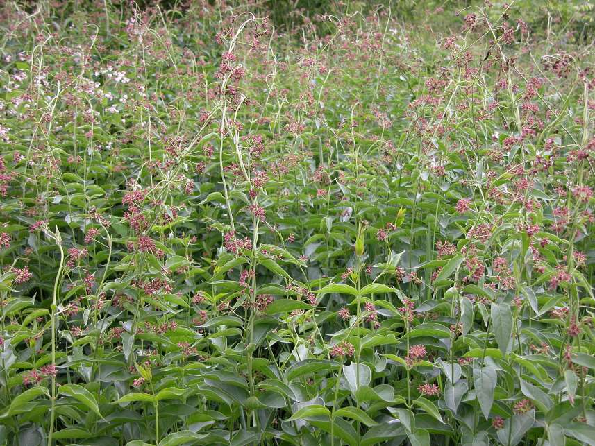 SDdog_flowering_plants.jpg