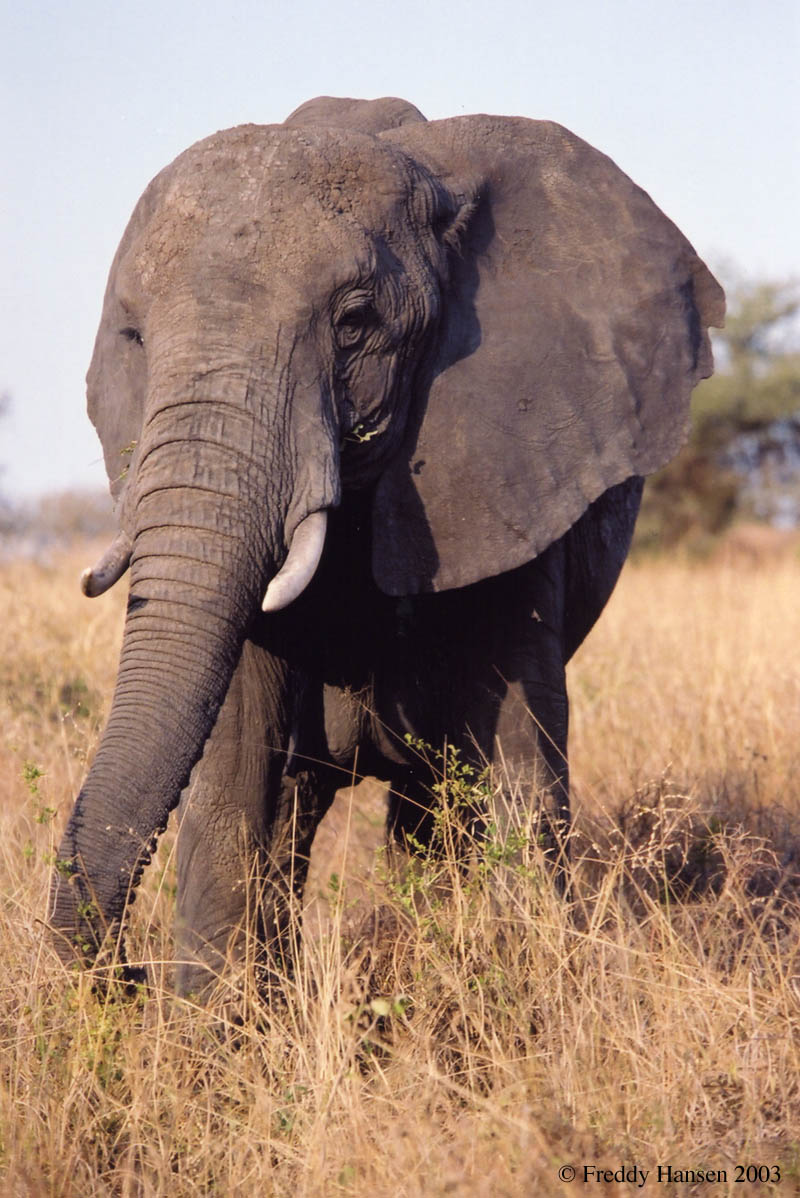 Elephant.jpg