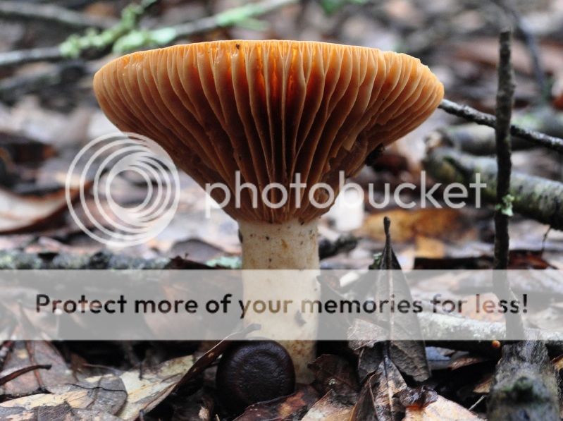 DSC_2081.jpg