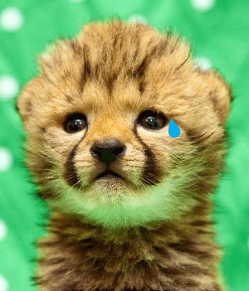 CRYING-BABY-CHEETAH.gif