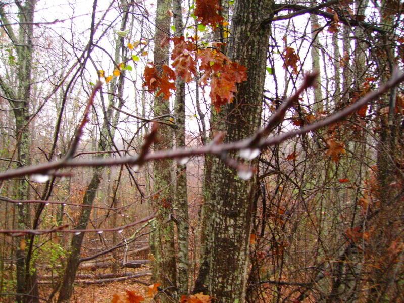 PICT0661.jpg
